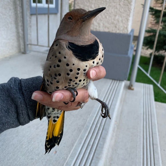 Meet your Posher, Dee - Picture 1 of 1